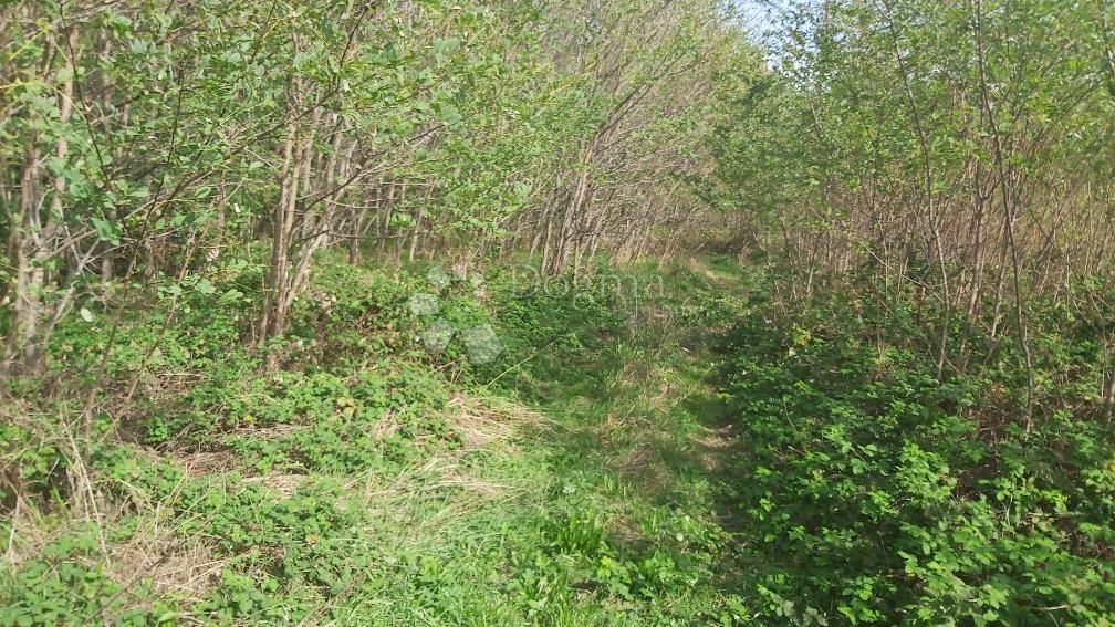 BARBAN