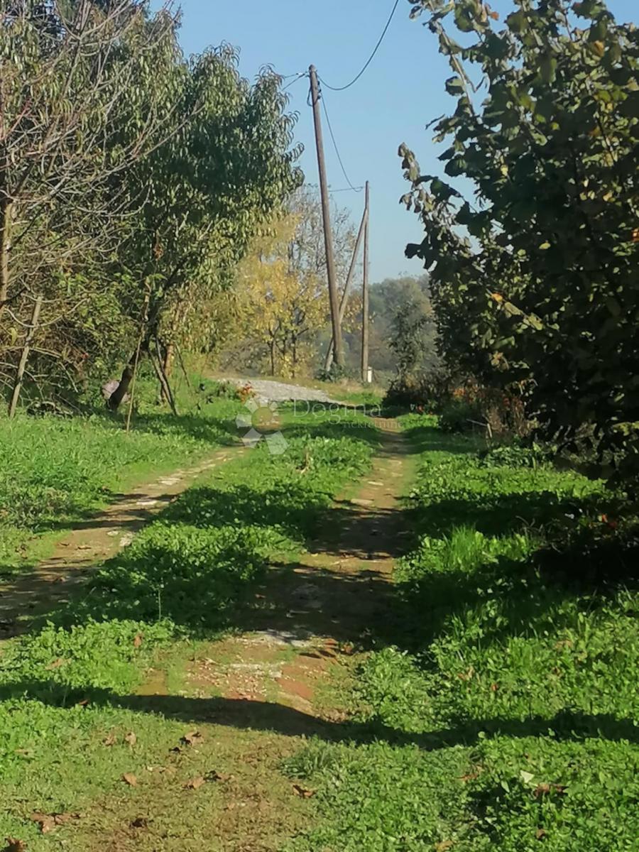 RAKITNICA