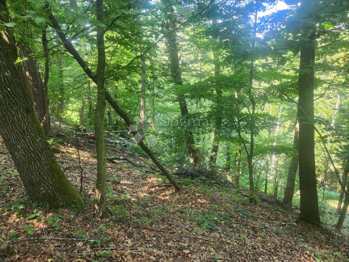 JEŽOVEC