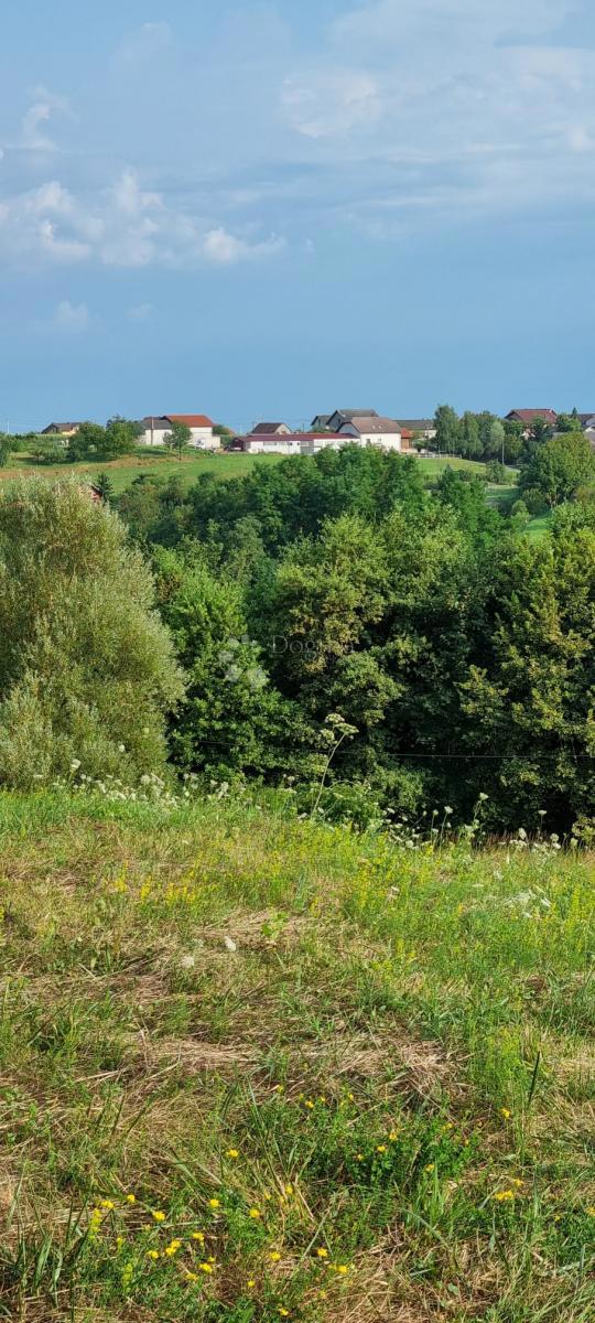 PAVUČNJAK