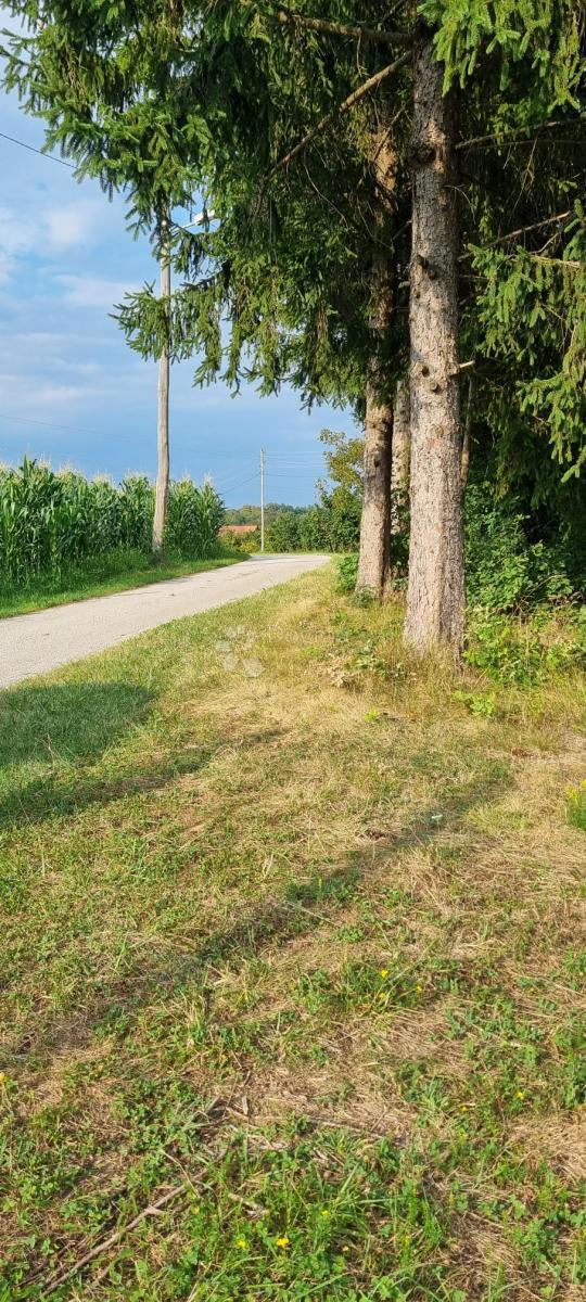 PAVUČNJAK