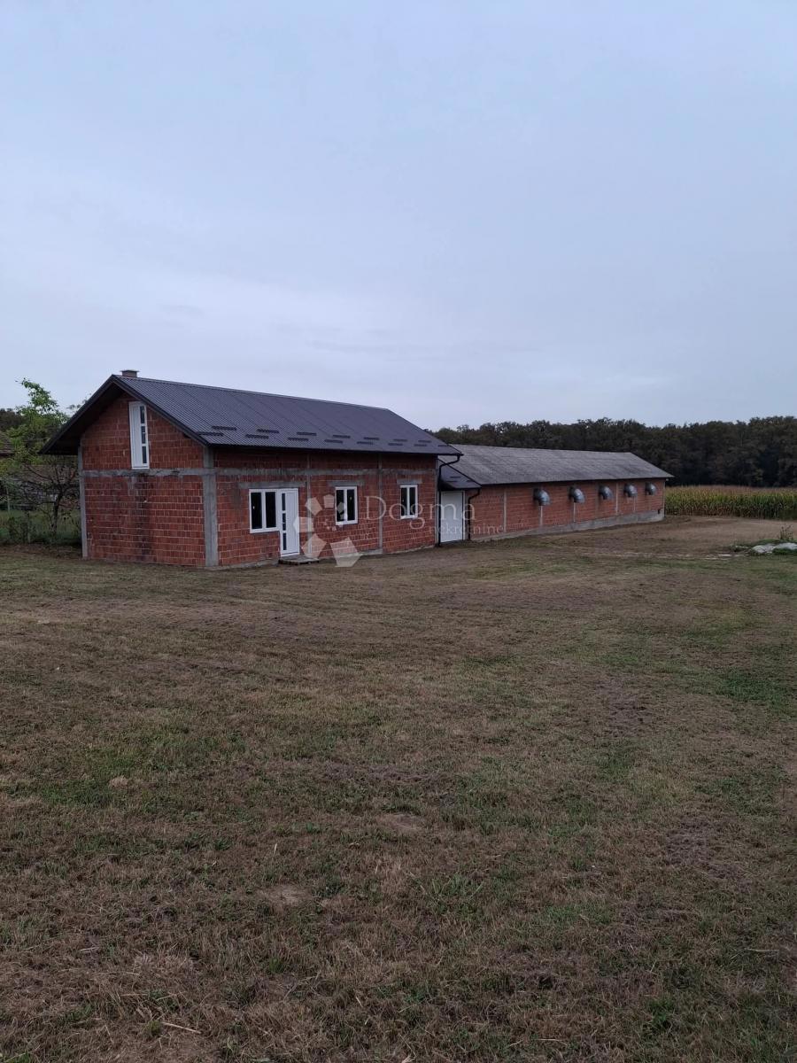 POLJANA KRIŽEVAČKA