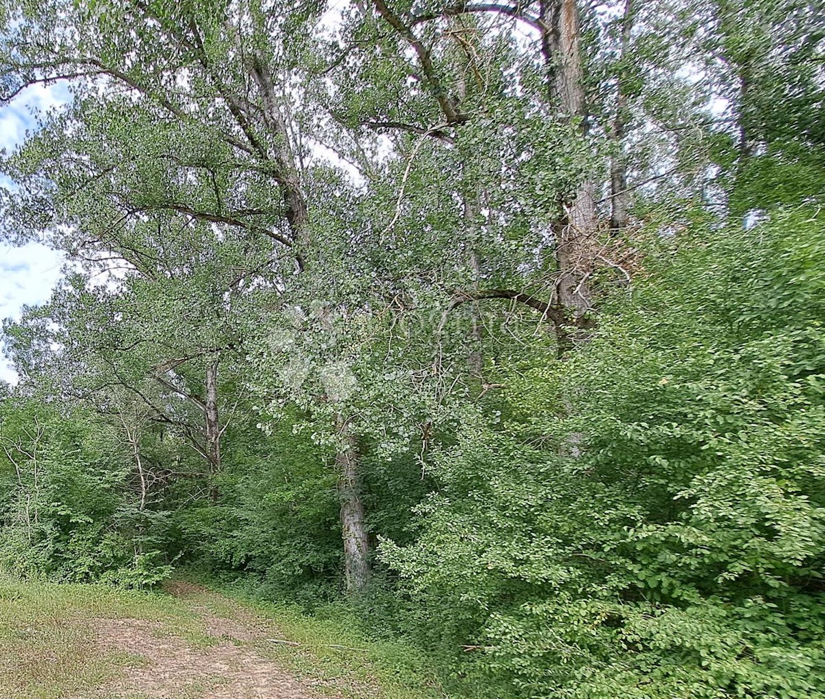 SOVINJAK