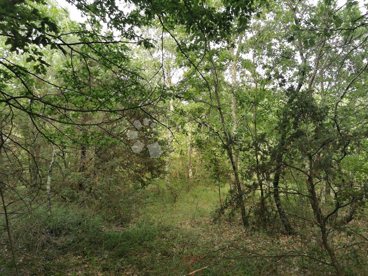 KRINGA