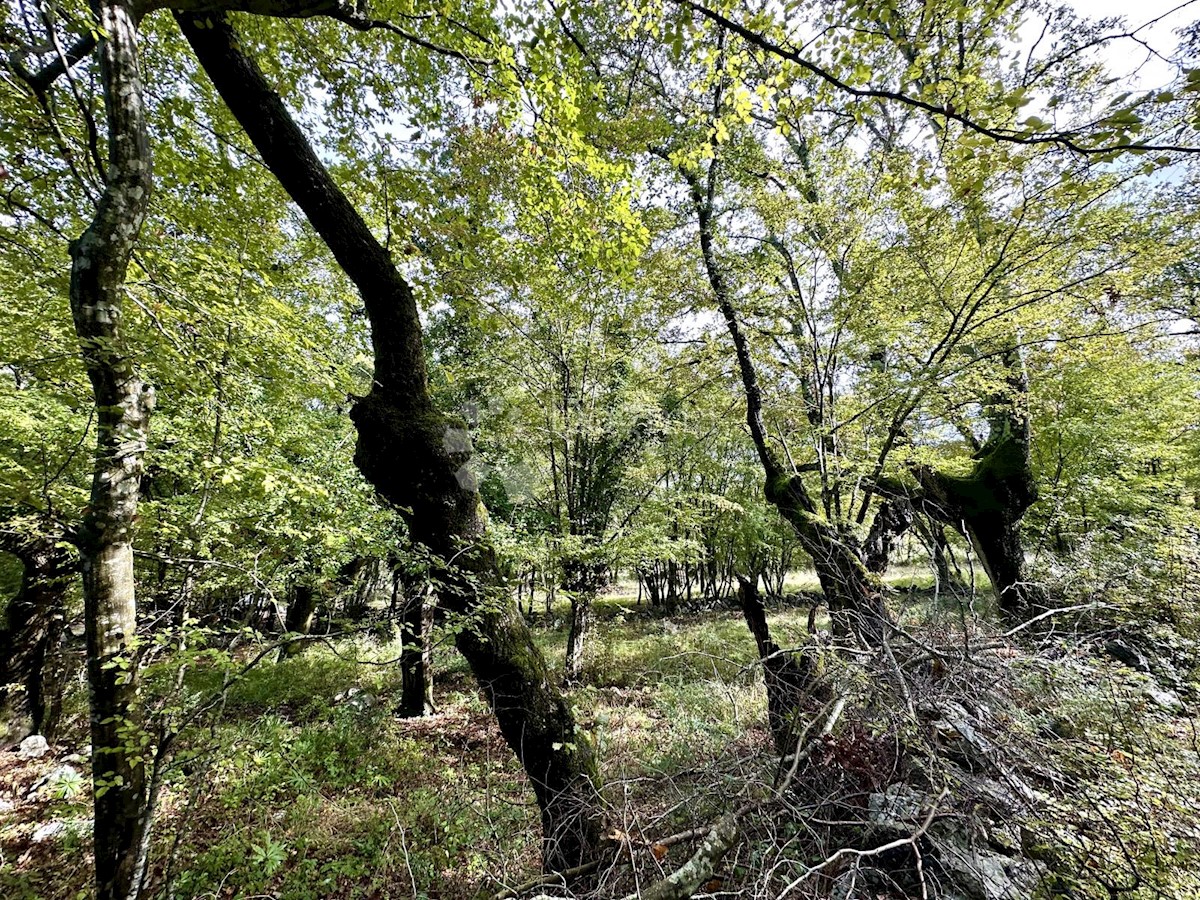 ZIDARIĆI