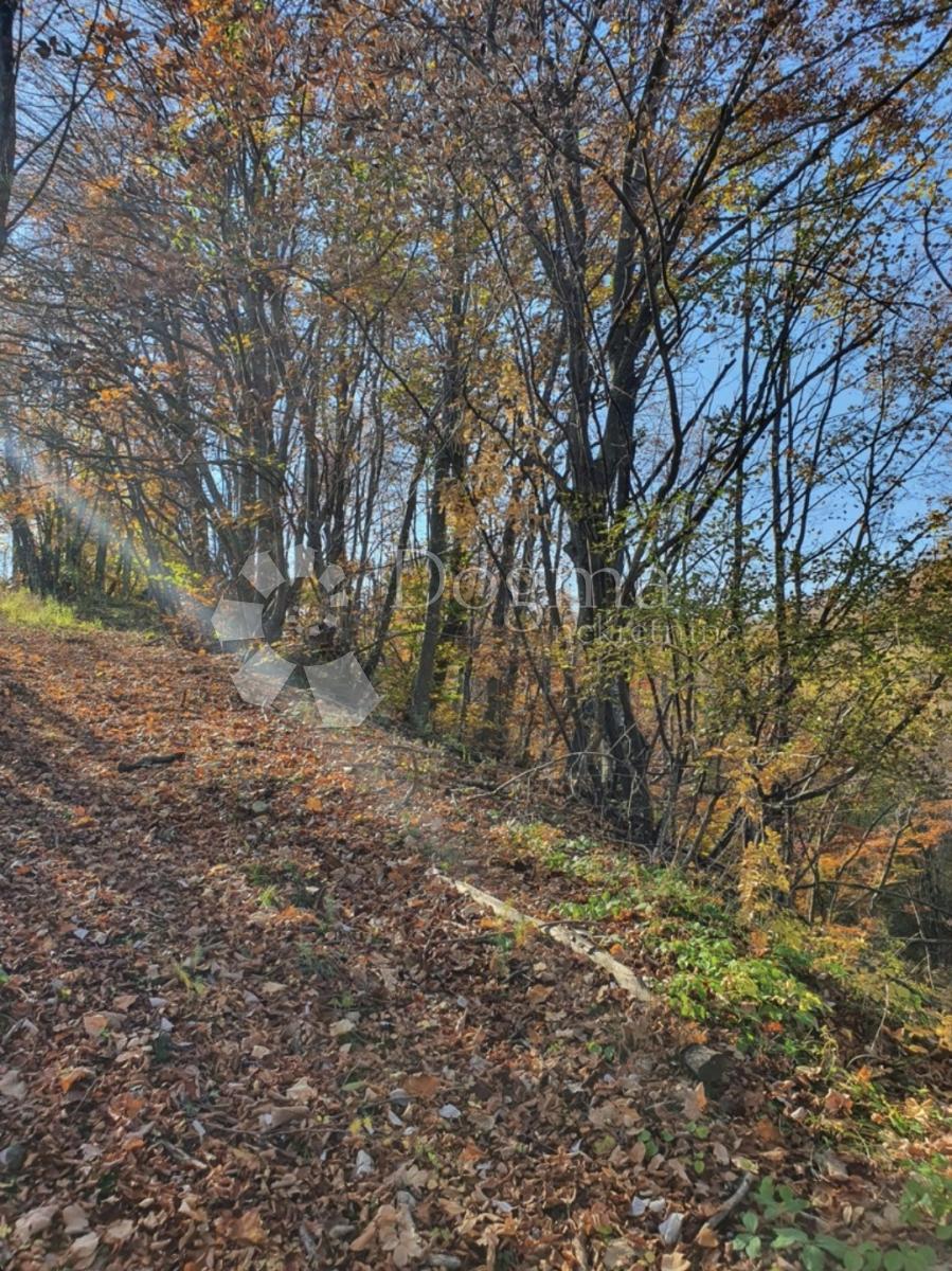 MODRUŠ