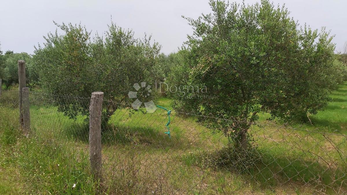 KANFANAR