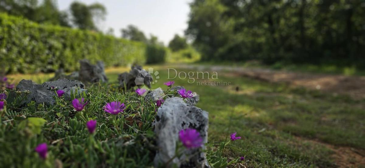CUKRIĆI
