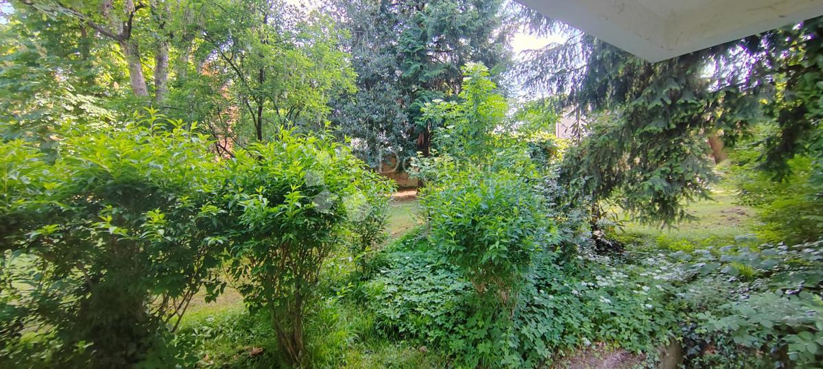MEDVEŠČAK