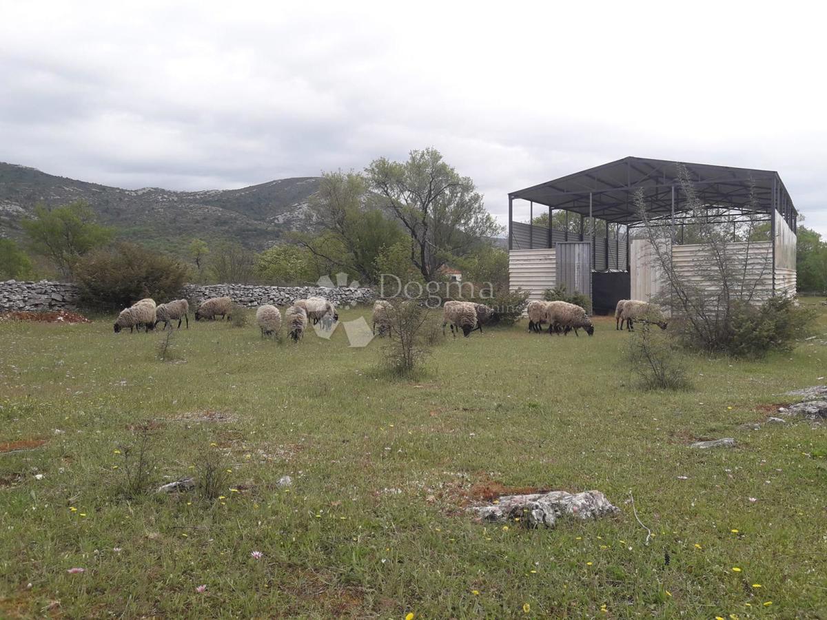 BRISTIVICA