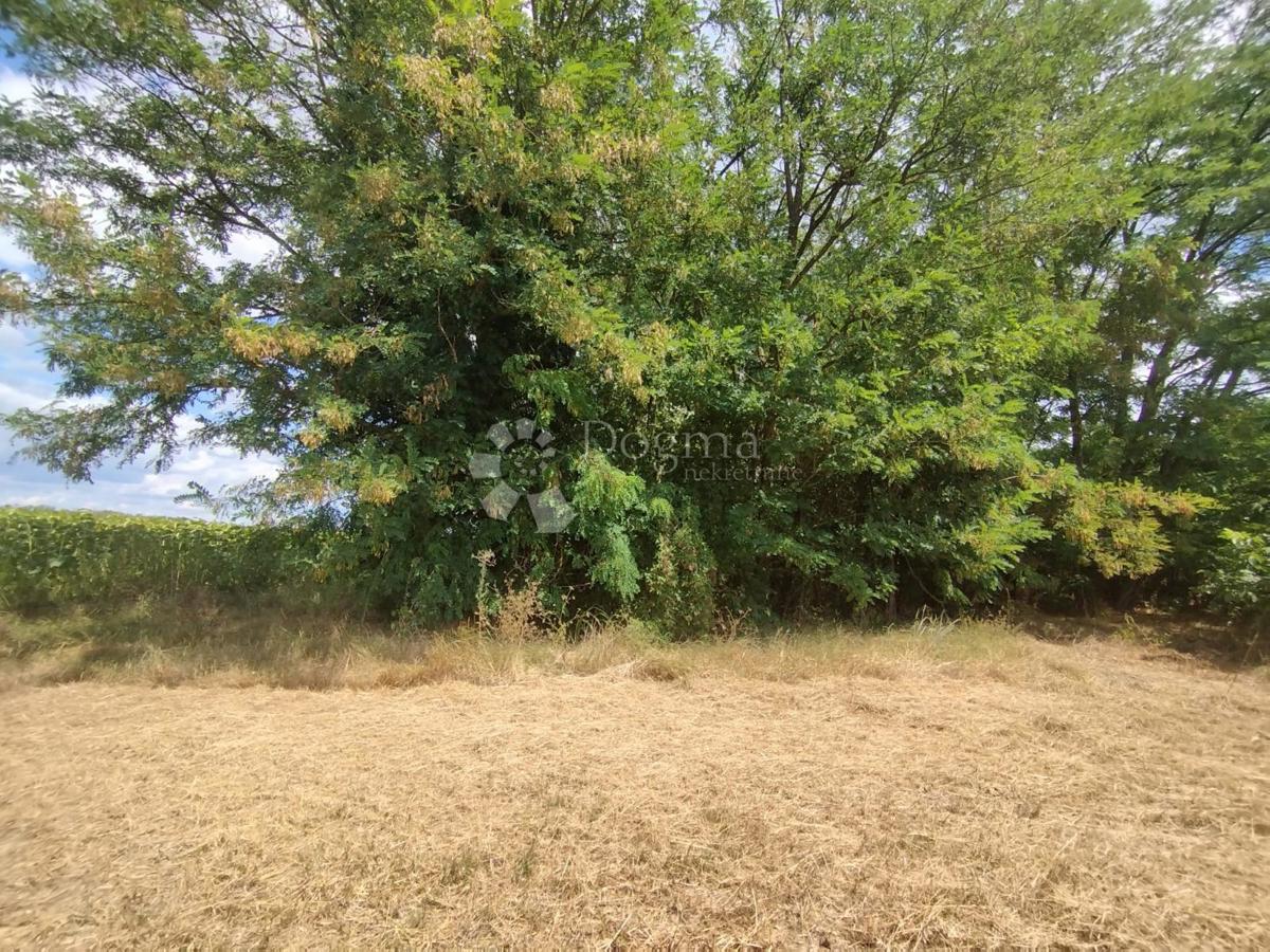 image 17