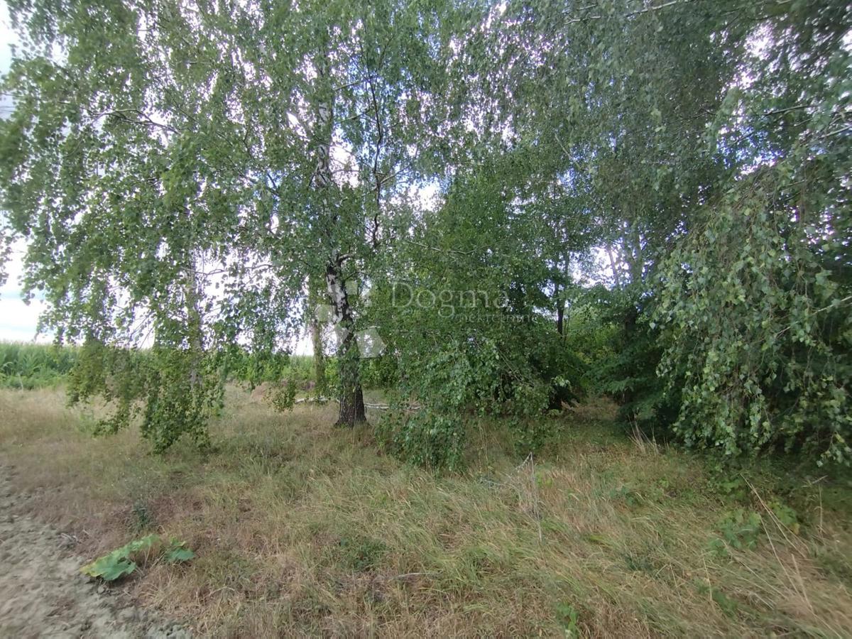 image 13