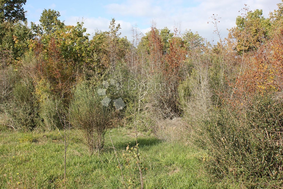 VODNJAN