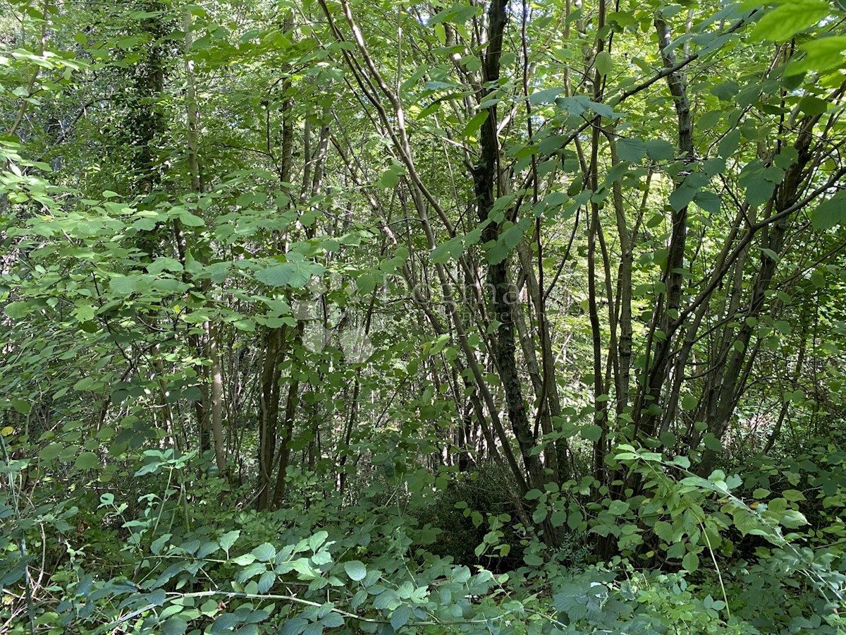 MATULJI