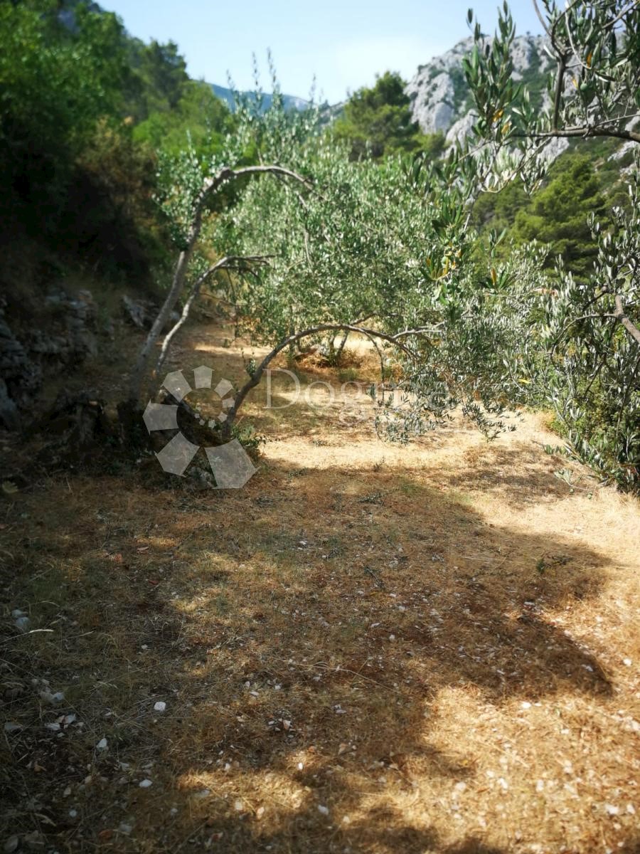 TRPANJ