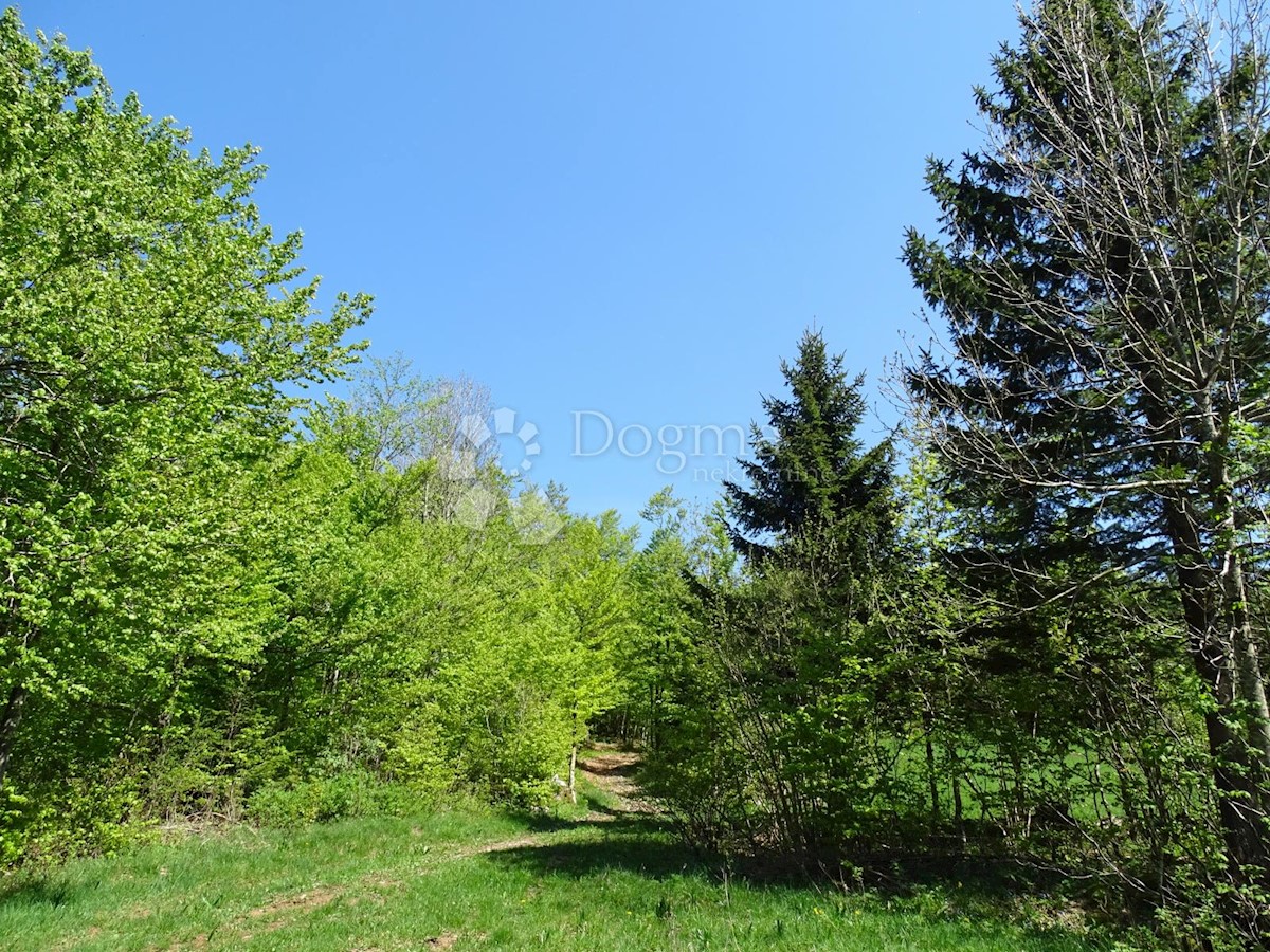 SLAVICA