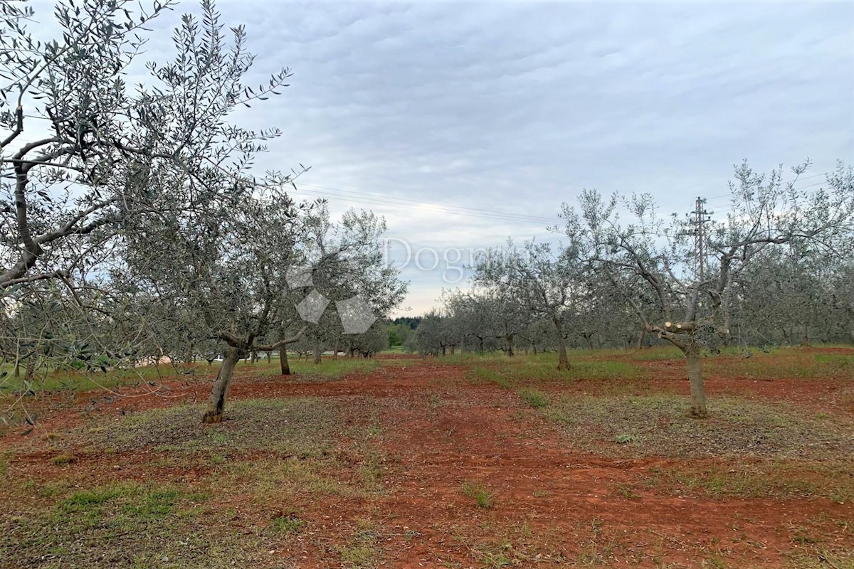 VIŽINADA