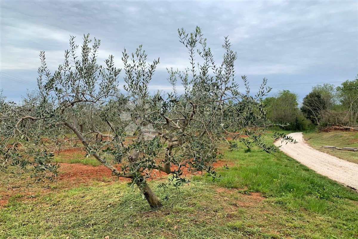 VIŽINADA