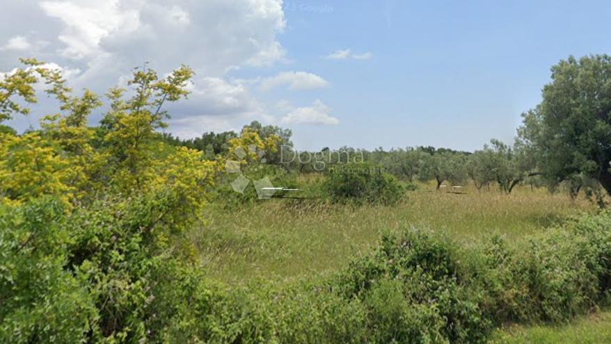 FAŽANA