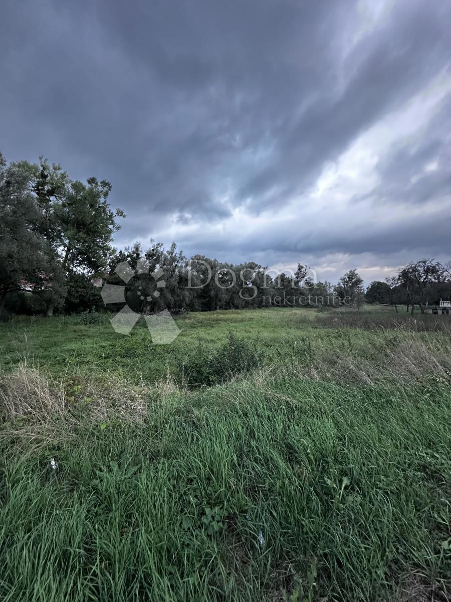 LIČKI OSIK