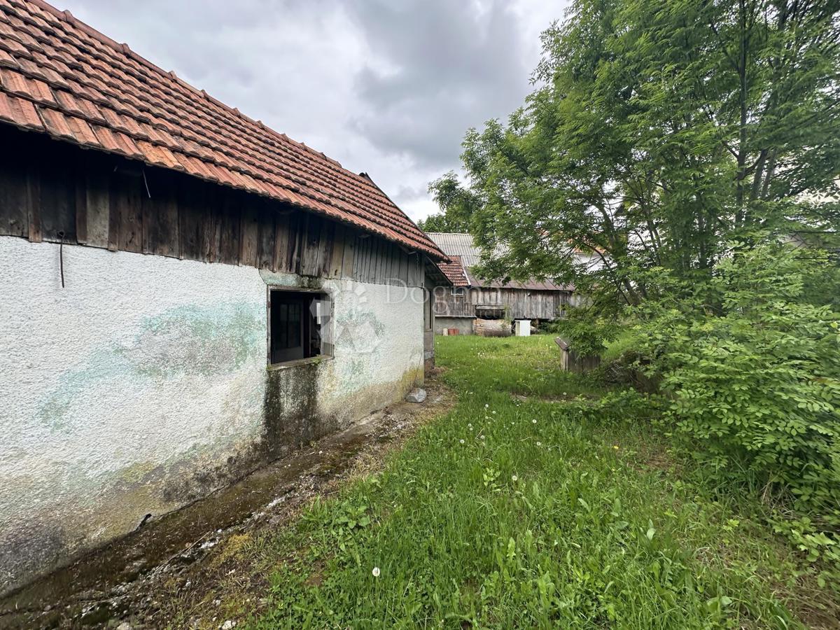 ŽABICA
