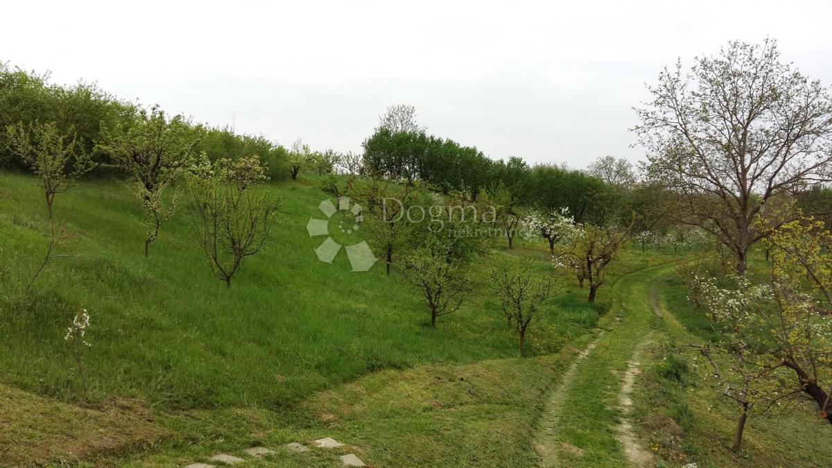 KNEŽEVI VINOGRADI