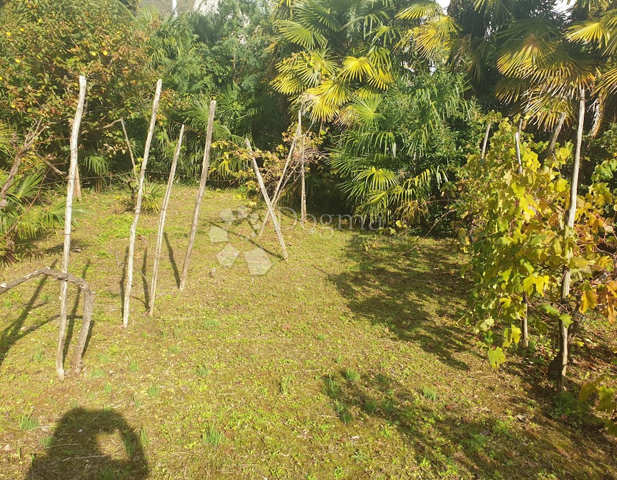 MEDVEJA