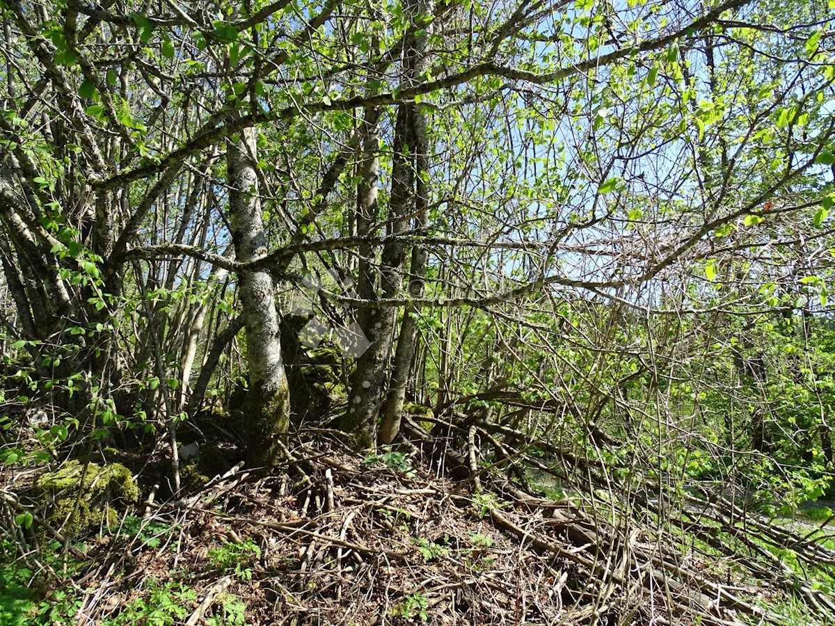 SLAVICA
