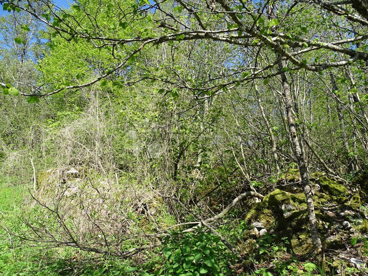 SLAVICA