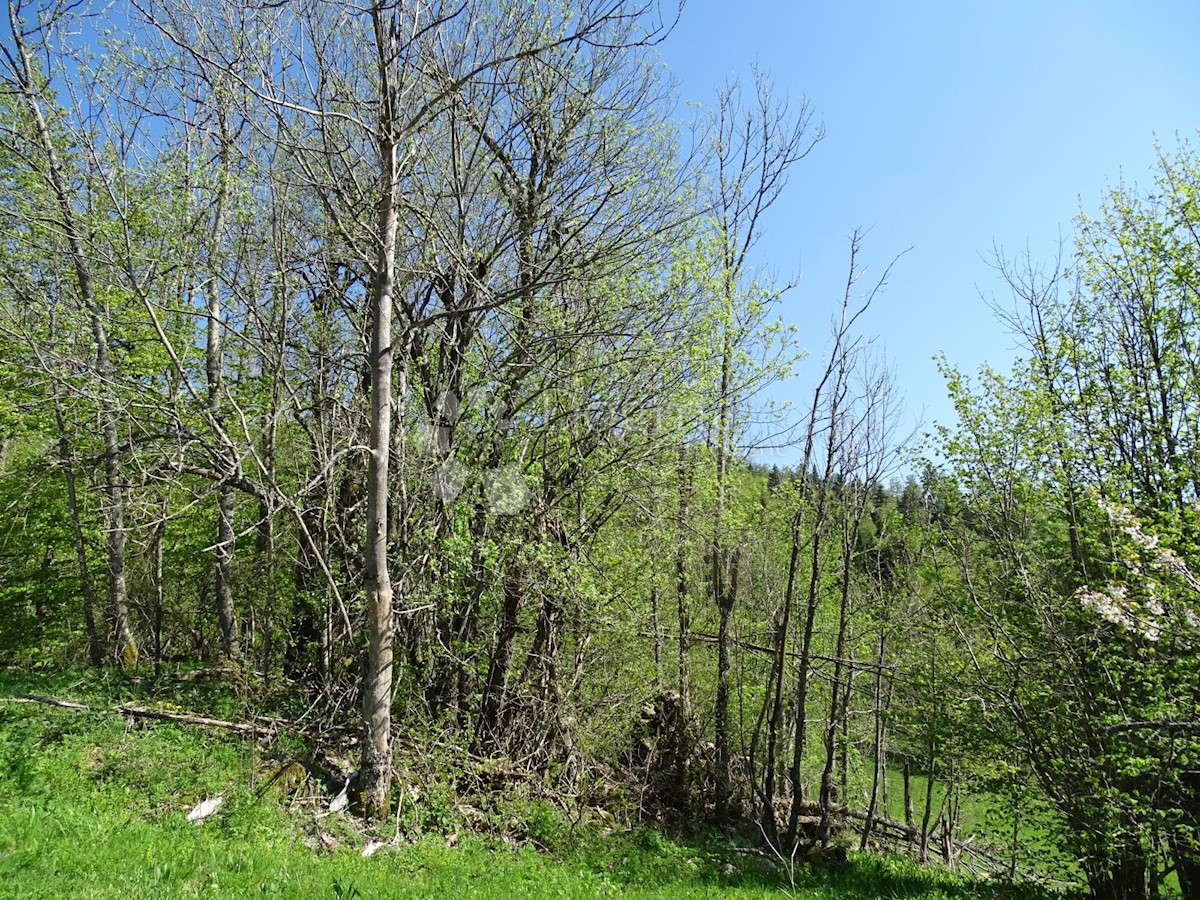 SLAVICA