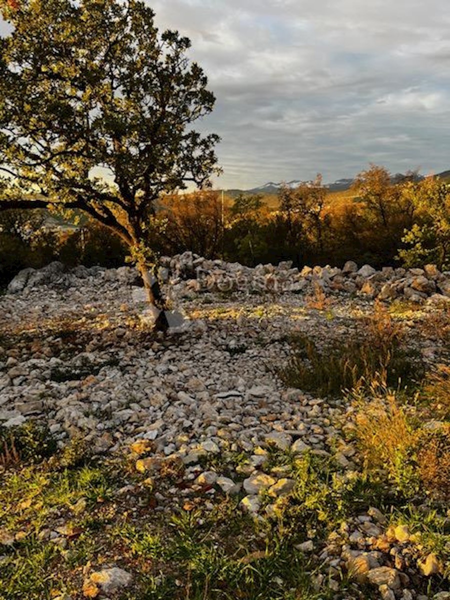 KRALJEVICA