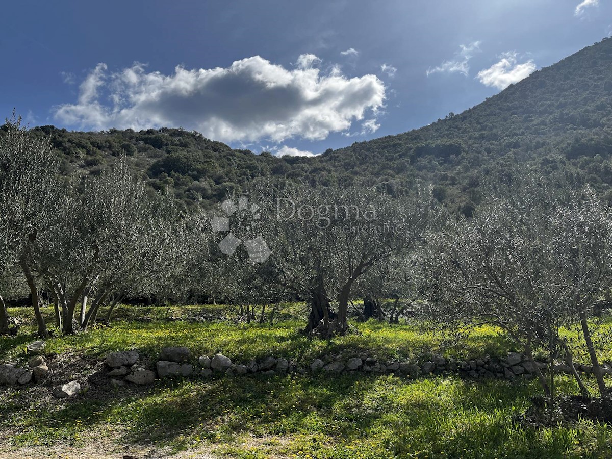 TRPANJ