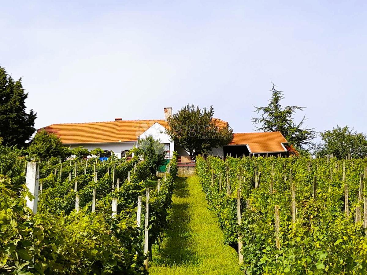 VINICA