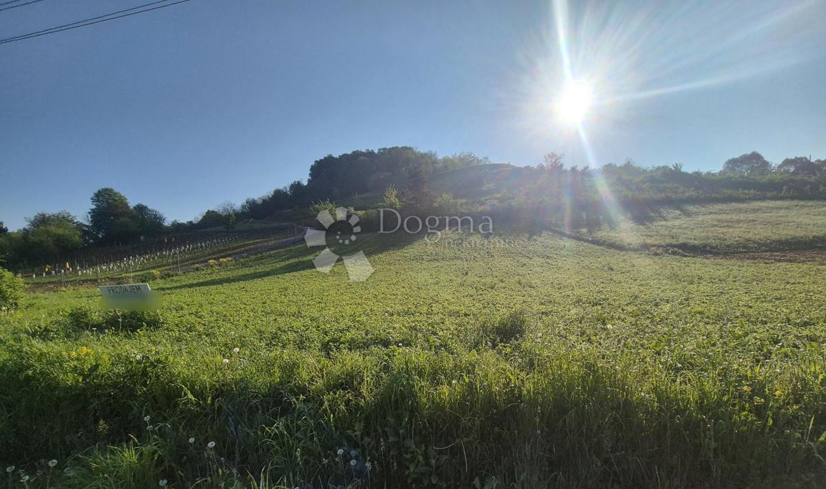 DONJA PAČETINA