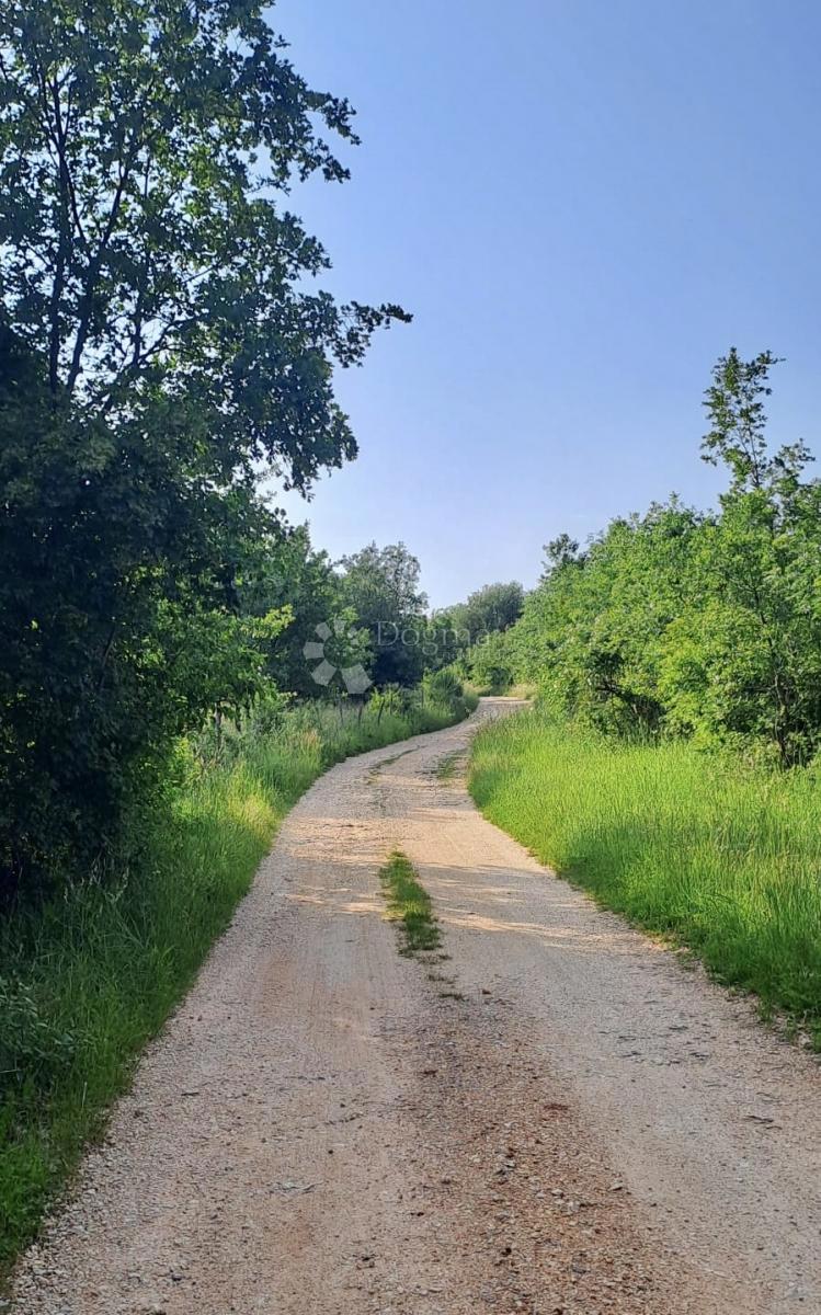 ŽIKOVIĆI