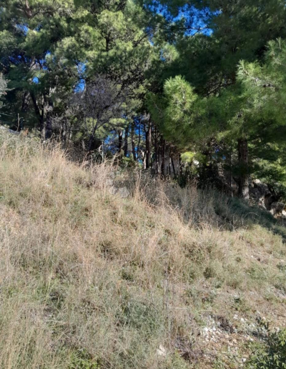 MARUŠIĆI