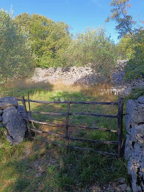 RADIĆI