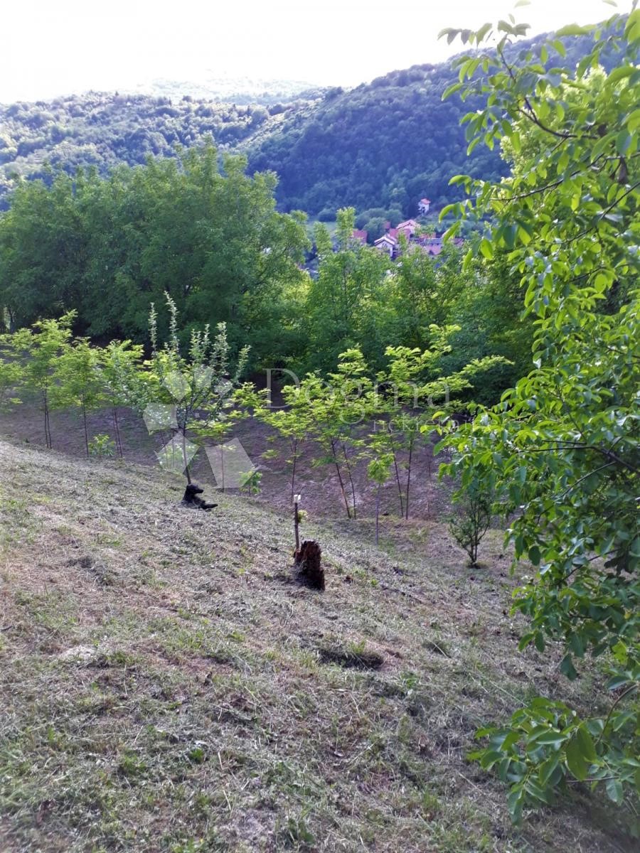 KAŠINA
