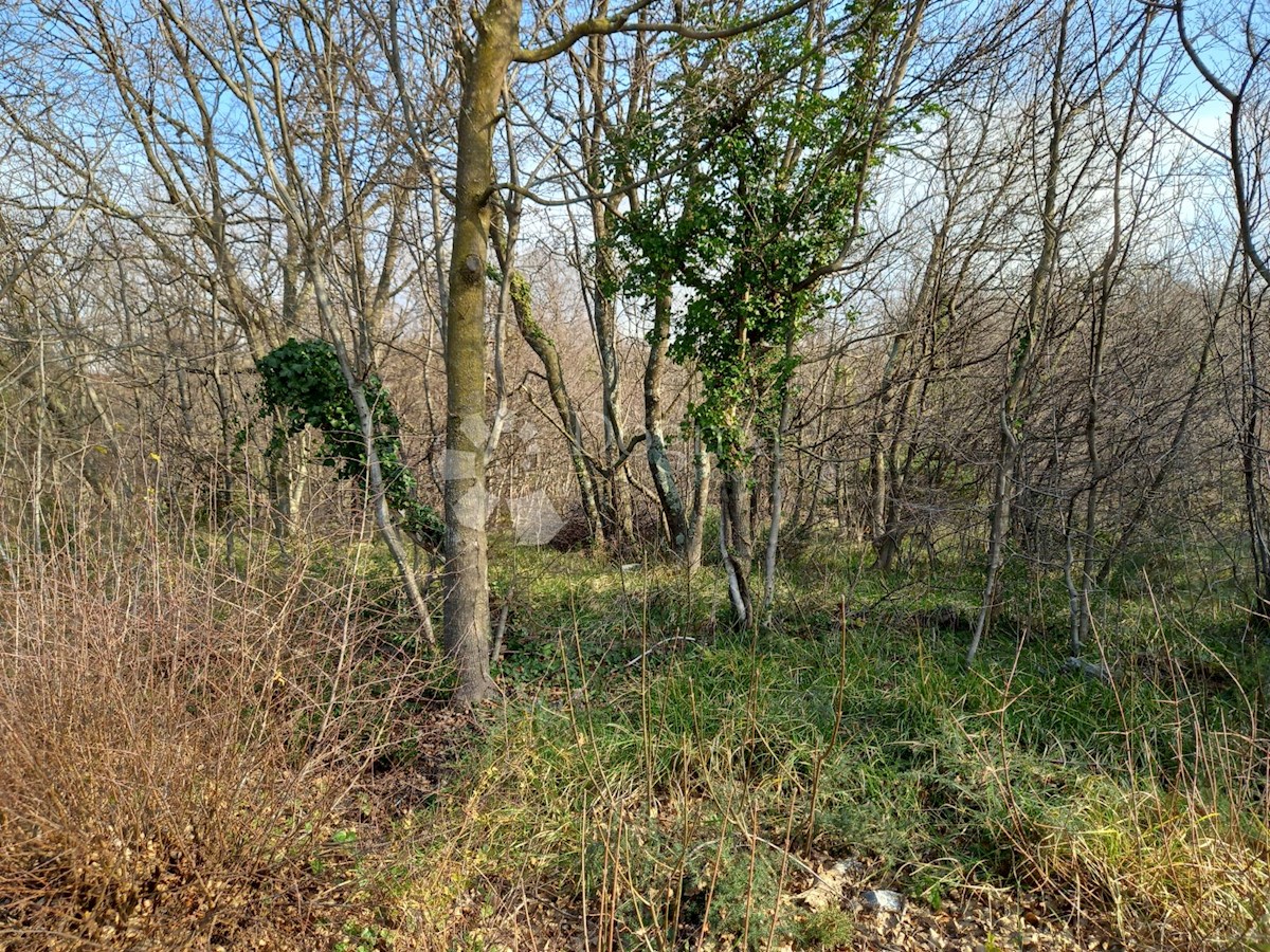 KRALJEVICA