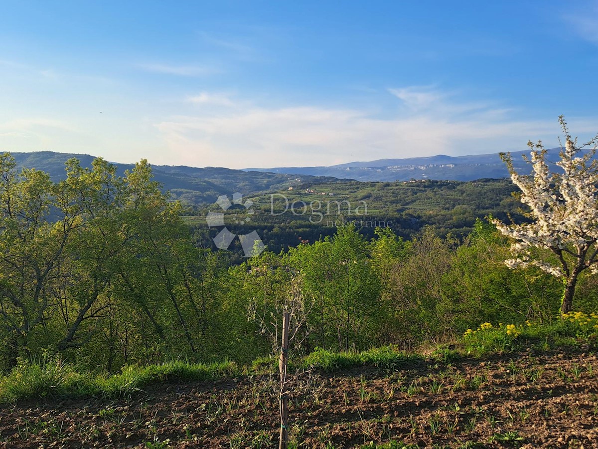 RAČICE