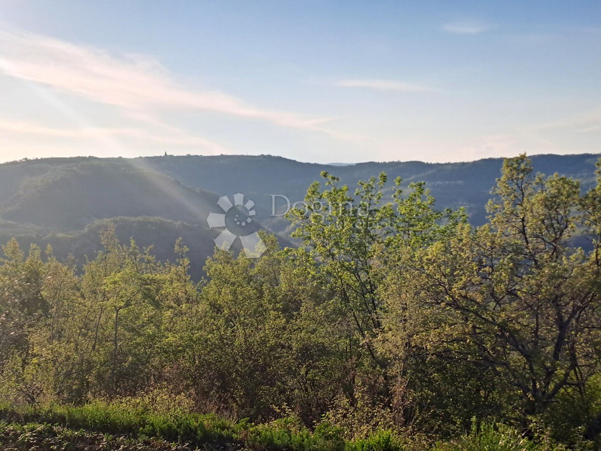 RAČICE