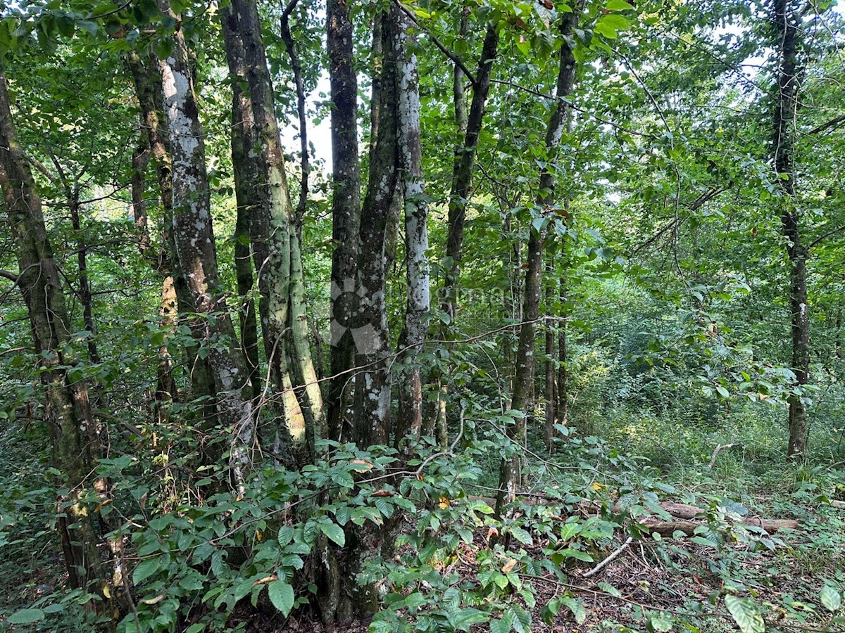 DRLJAČA