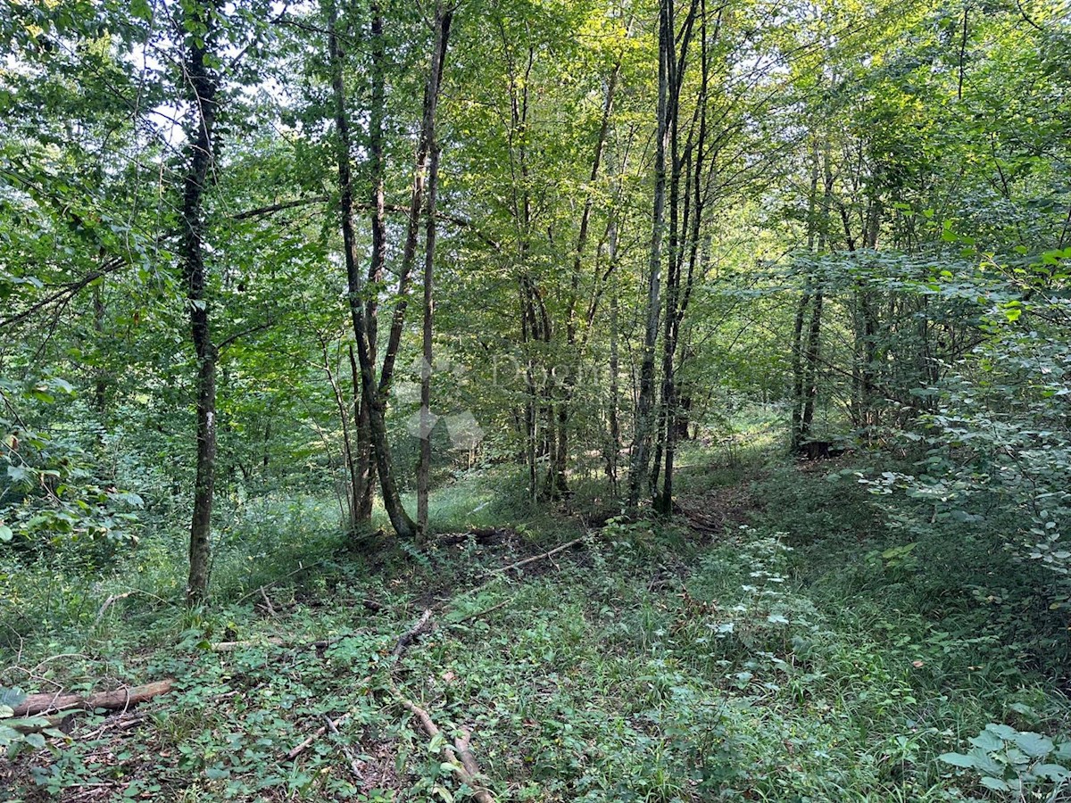 DRLJAČA