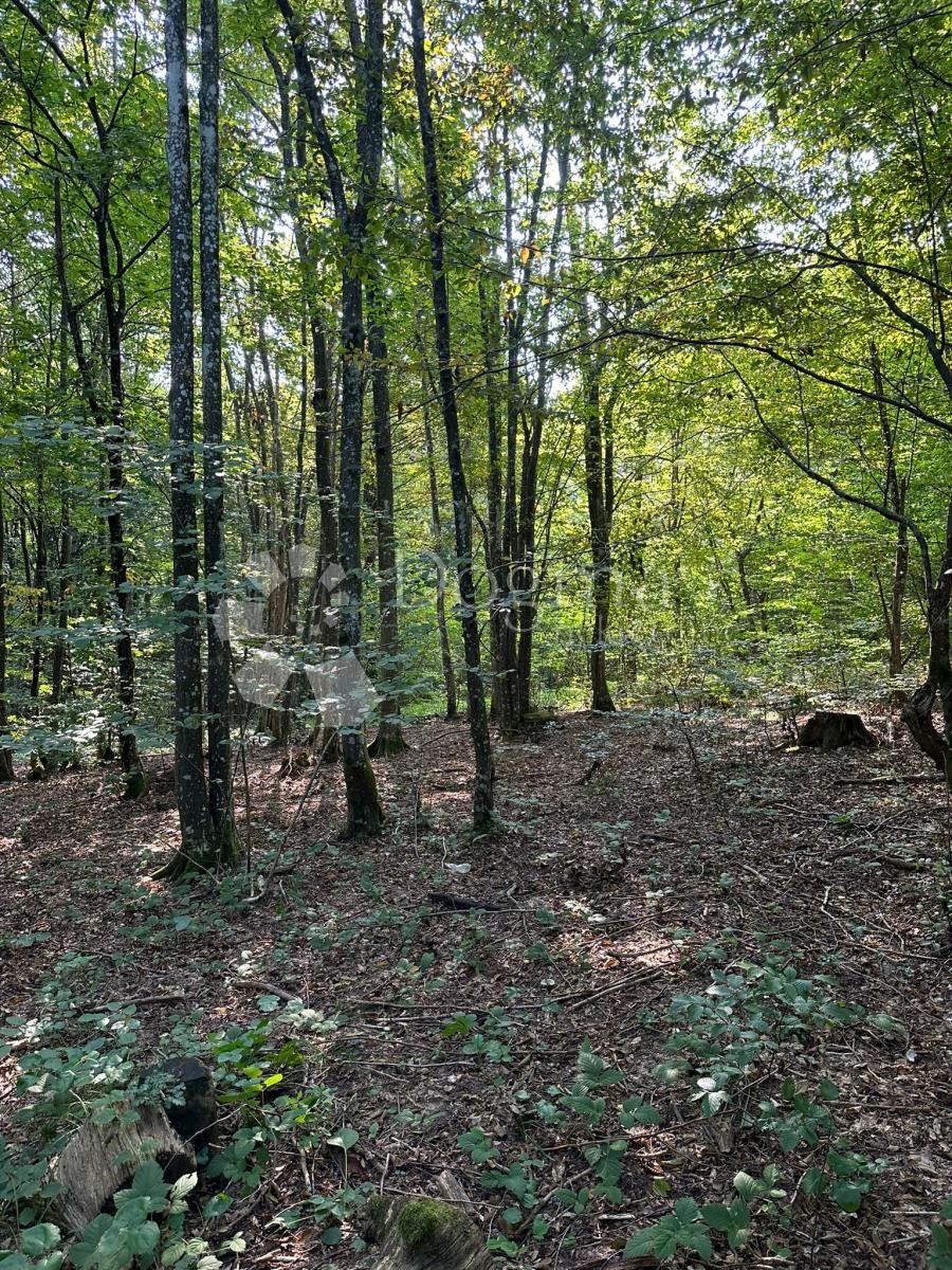 DRLJAČA