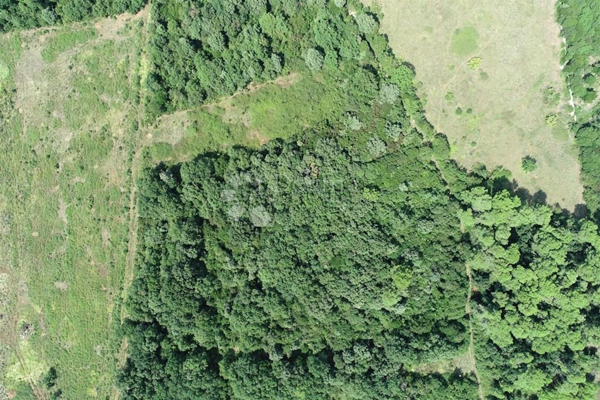 LIŽNJAN
