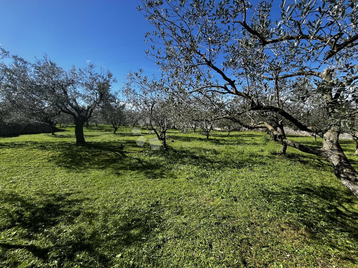 FAŽANA
