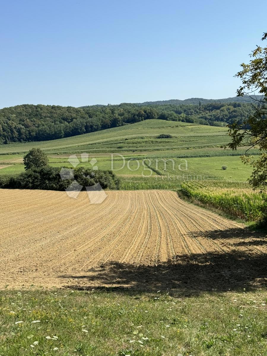 PUPELICA