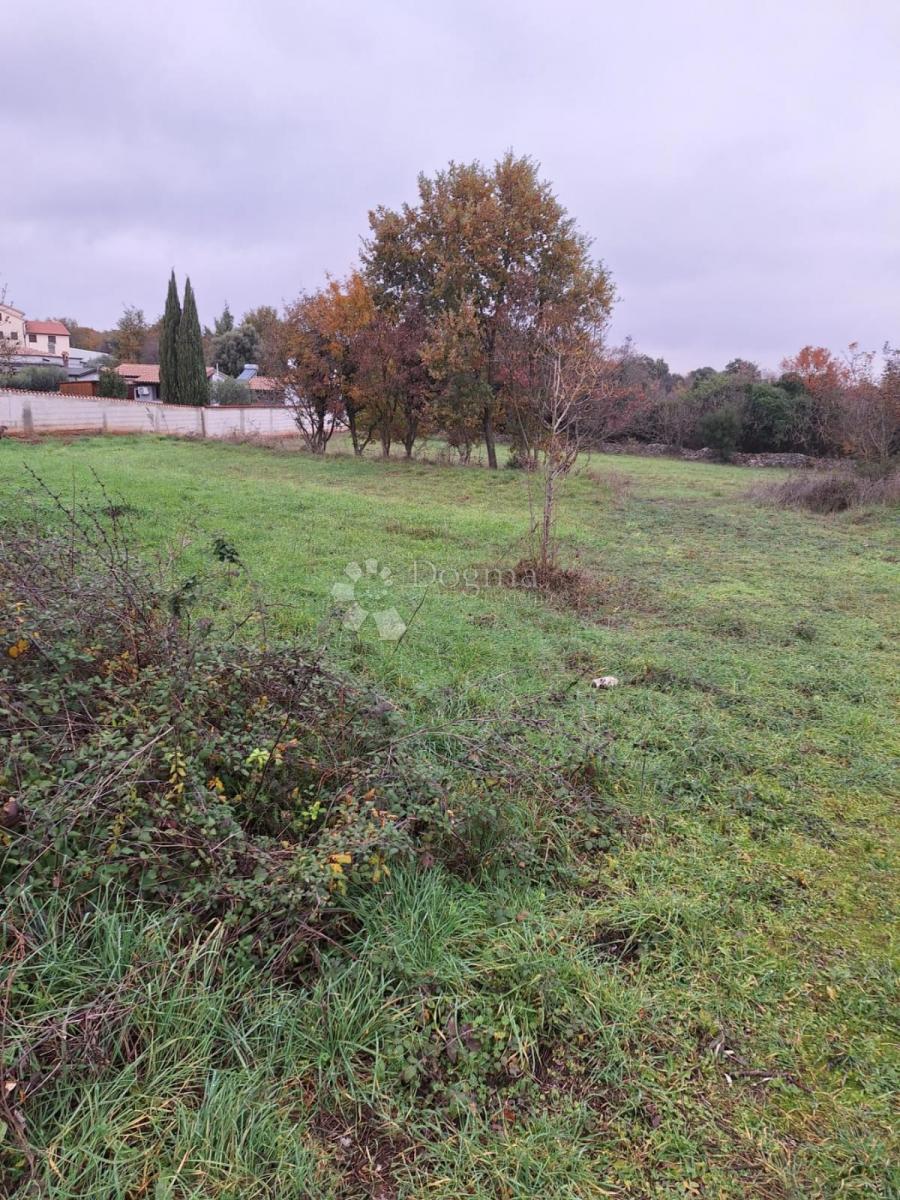 PAVIĆINI