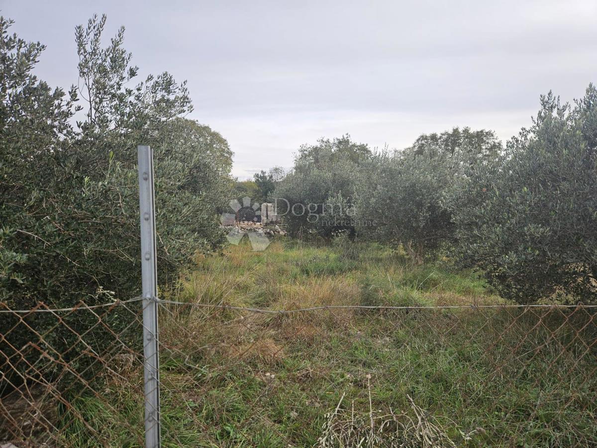 POLAČA