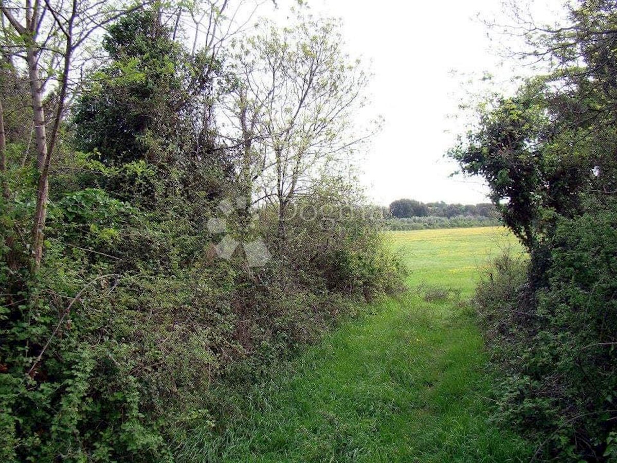 LIŽNJAN